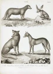 Rävar och schakaler