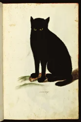 Framställning av en svart katt. Illustrerad plansch ur ett naturhistoriskt manuskript om djur, Fonds Ulisse Aldrovandi, Universitetsbiblioteket, utgåva 1603.