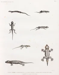 Reptiler: Ödlor och geckos
