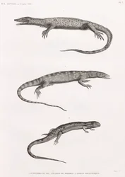 Reptiler: Tupinambis Nile
