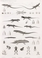 Reptiler: serie illustrationer av ödlor, skinn och grodor
