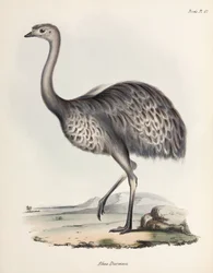 Rhea, Sydamerika, ca 1832-1836
