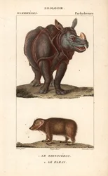Rhinoceros et daman ou clade - Eau forte av Jean Gabriel Pretre (1780-1845), graverad av Carnonkel, för Dictionary of Natural Sciences: Mammals av Frederic Cuvier, redigerad av Pierre Jean Francois Turpin (1775-1840), utgiven av F.G.Levrault, i Paris