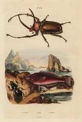 Rhinoceros scarab skalbagge, Golofa porteri 1, kretensisk ärrfisk, Scarus creticus 2 och Scarites buparius skalbagge 3