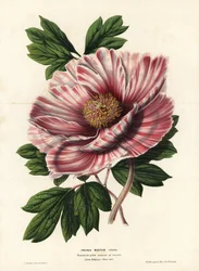 Banderollpion från Flandern, hybrid, Paeonia moutan vittata, var. rubanee från Flandern. Handkolorerad litografi av L. Stroobant från Louis van Houtte och Charles Lemaires Flowers of the Gardens and Hothouses of Europe, Flore des Serres et des Jardins de l