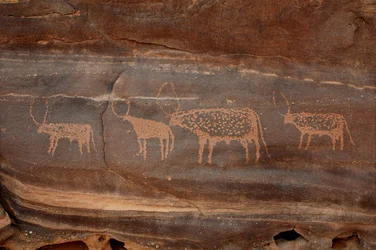 Stenkonst, förhistoria: Gravering av fyra nötkreatur i Uweinat-massivet, Sudan (Karkur-Talh eller Karkur Talh). Period från 8000 till 3000 år f.Kr. Fotografi