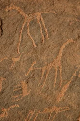Bergkonst, förhistoria: Gravering av giraffer, strutsar, andra djur och karaktärer i Uweinat-massivet, Sudan (Karkur-Talh eller Karkur Talh). Period från 8000 till 3000 år f.Kr. Fotografi