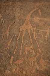Bergkonst, Förhistoria: Gravering av giraffer, strutsar, får och karaktärer i Uweinat-massivet, Sudan (Karkur-Talh eller Karkur Talh). Period från 8000 till 3000 år f.Kr. Fotografi