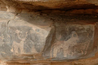 Stenkonst, förhistoria: Gravering av tre nötkreatur i Uweinat-massivet, Sudan (Karkur-Talh eller Karkur Talh). Period från 8000 till 3000 år f.Kr. Fotografi