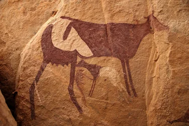 Stenkonst, förhistoria: Stenmålning av en stor tvåfärgad ko och dess kalv i ett utsmyckat skydd, i Uweinat-massivet, Sudan. Period från 8000 till 3000 år f.Kr. Fotografi