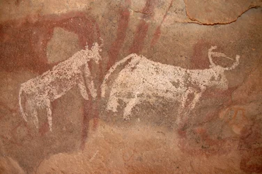 Hällkonst, förhistoria: Stenmålning av vit och tvåfärgad boskap i ett utsmyckat skydd, i Uweinat-massivet, Sudan (Karkur-Talh eller Karkur Talh). Period från 8000 till 3000 år f.Kr. Fotografi