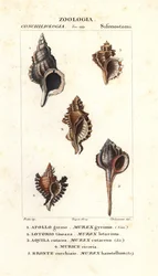 Klippsnäckor från Jussieus "Dictionary of Natural Science", Florens, Italien