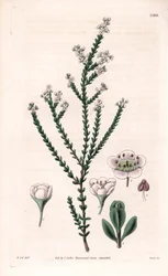 Klipptryptomene, Thryptomene saxicola (sydvästra Australiens klippbuske) (Stenig baeckea, Baeckea saxicola). Handkolorerat kopparstick av Swan efter en illustration av William Jackson Hooker från Samuel Curtis