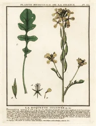 Raket eller ruccola, Eruca vesicaria.