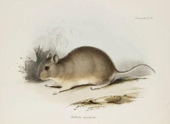 Gnagare, c 1832-1836