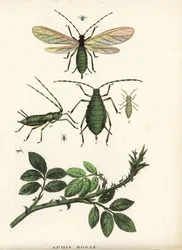 Rosenbladlus, Aphis rosae, på rosenbuske. Handkolorerad litografi från Georg Friedrich Treitschkes naturhistoriska galleri, Naturhistorischer Bildersaal des Thierreiches, Liepzig-1842.