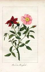 Bengalisk ros, Rosa indica. Handkolorerat kopparstick av en illustration av Miss Prudhomme från "Hommage rendu a la Rose", Paris, cirka 1815. En presentbok med rosens historia och ett dussin botaniska miniatyrer.