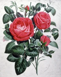 Rosor, ca 1850 (gravyr)