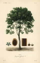 Livets grovbarkträd eller guaiacwood, Guaiacum officinale, Guayacum officinale, Gayac