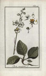 Rundbladig pyrol (Pyrola rotundifolia). Litografi från "Afbeelding der Artseny-Gewassen" av Johannes Zorn (1739-1799), Nederländerna