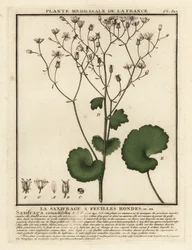 Rundbladig saxifrage, Saxifraga rotundifolia.