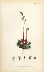 Rundbladig solduva, Drosera rotundifolia. Handkolorerad litografi av Henry Sowerby från Edward Hamiltons Flora Homeopathica, Bailliere, London