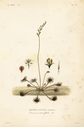 Rundbladig soldagg eller vanlig soldagg, Drosera rotundifolia, Droserie a feuilles rondes