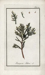 Sabinsk enbär (Juniperus sabina). Litografi från "Afbeelding der Artseny-Gewassen" av Johannes Zorn (1739-1799), Nederländerna