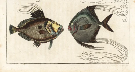 Saint stone (eller havshöna, doree eller zee) - cobbler thread (eller fjädrad carangue) - John Dory, Zeus faber 126, och afrikansk pompano, Alectis ciliaris 127. Handkolorerat kopparstick från Gottlieb Tobias Wilhelms Encyclopedia of Natural History: Fish,
