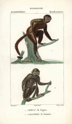 Sajou eller saphogano eller kapucinapa och saimiri eller ekorrapa - Eau forte av Jean Gabriel Pretre (1780-1845), graverad av Carnonkel, för Frederic Cuviers ordbok över naturvetenskap: däggdjur, redigerad av Pierre Jean Francois Turpin (1775-1840), publ.