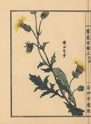Sanhichisou eller japansk purpurpassion, Gynura japonica. Handkolorerat träsnitt av Kono Bairei från Kusa Bana Hyakushu (One Hundred Varieties of Flowers), Tokyo, Yamada