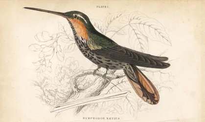 Sågnäbbad eremit, Ramphodon naevius (Fläckig sågnäbbad kolibri). Handkolorerad stålgravyr av William Lizars från Sir William Jardine