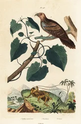 Schizodactylus monstrosus cricket 1, oilbird, Steatornis caripensis 2 och Mikania guaco vine 3