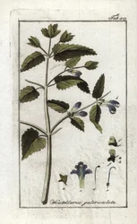 Scutellaire med hjälm eller stor hatt (Scutellaria galericulata). Litografi från "Afbeelding der Artseny-Gewassen" av Johannes Zorn (1739-1799), Nederländerna