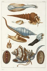 Havsvarelser