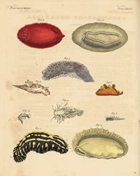 Havssniglar: Phyllidia varicosa 1,2, Tergipes limacina 3,4, Aeolidia papillosa 5, Scyllaea pelagica 6, Tritonia hombergii 7, Polycera quadrilineata 8, och Platydoris argo 9,10. Handkolorerat kopparstick från Friedrich Johann Bertuchs Bilderbuch fur
