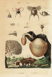 Havssniglar, Diacavolinia limbata och Diacria trispinosa 1-10, och Hydnum-svamp, igelkottssvamp, Hydnum repandum 14, koralltandssvamp, Hericium coralloides 12, etc.