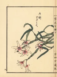 Sekkoku, Mohls dendrobium eller japansk stenorkidé, Dendrobium moniliforme. Handkolorerat träsnitt av Kono Bairei från Kusa Bana Hyakushu (One Hundred Varieties of Flowers), Tokyo, Yamada