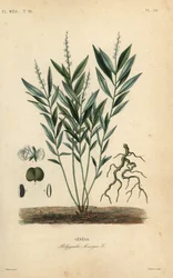 Seneca ormrot eller skallerormsrot, Polygala senega, Senega