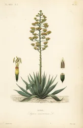 Vaktväxt, sekelväxt, maguey eller amerikansk aloe, Agave americana, Agave