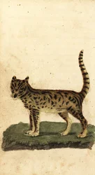 Serval, Leptailurus serval., 1800 (gravyr)