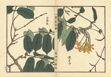 Shikunshi, kinesisk kaprifol eller Rangoon creeper, Combretum indicum (Quisqualis indica) Handkolorerat träsnitt av Kono Bairei från Kusa Bana Hyakushu (Hundra sorters blommor), Tokyo, Yamada