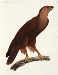 Shrill Eagle, Egypten