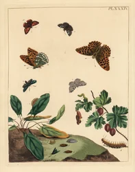 Silvertvättad fritillärfjäril, Argynnis paphia, skogsmal, Adscita statices, L. eller krusbärsmal, Halia vauaria, liten kopparfjäril, Lycaena phlaeas, dingelskocka, Erynnis tages, och krusbärsbuske, Ribes grossularia. Handkolorerad litografi