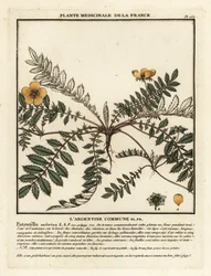 Silvergräs, Potentilla anserina.