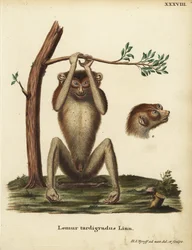 Långsam lemur eller röd smal loris, Loris tardigradus. Utrotningshotad. Lemur tardigradus Linn. Handkolorerat kopparstick tecknat och graverat efter naturen av Hermann Jakob Tyroff från Johann Christian Daniel Schrebers Animal Illustrations after Nature, e