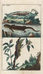 Triton och sandödla - starkt vatten av Gottlieb Tobias Wilhelm (1758-1811), från Encyclopedie of Natural History: Amfibier
