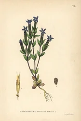 Snögentiana, Gentiana nivalis