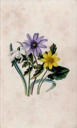 Snöklocka, blåsippa och liten celandine. Litografi av Louisa Anne Twamley (1812-1895) i Our Wild Flower, Charles Tilt, London, England