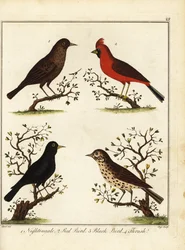 Sångfåglar: näktergal, röd kardinal, koltrast och trast. 1792